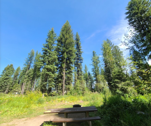 A picnic table in a forest clearing surrounded by tall pine trees under a clear blue sky.